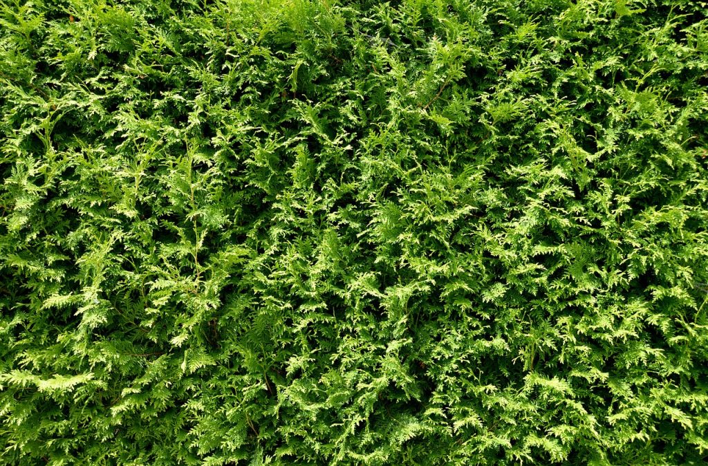 thuja hedge, hedge, growth-1504387.jpg